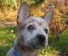Australian Cattle Dog Welpen